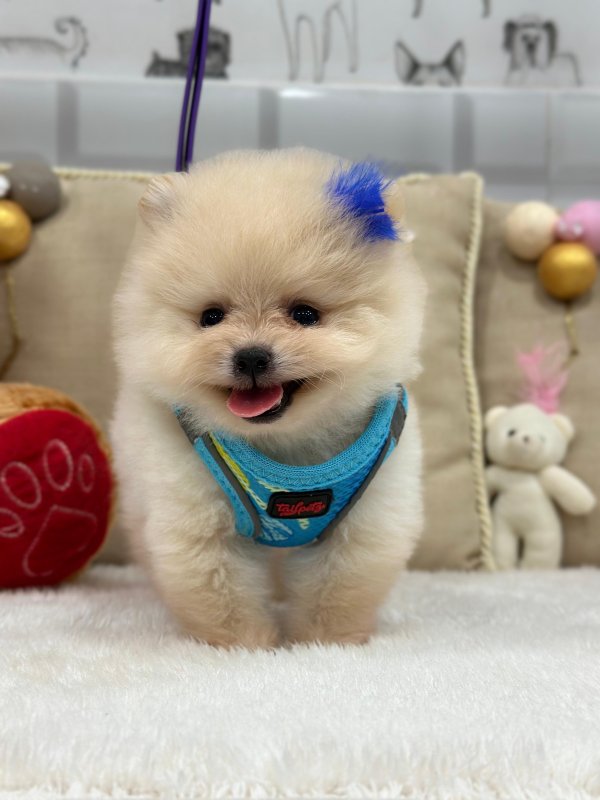 Buddy - Standard Poodle