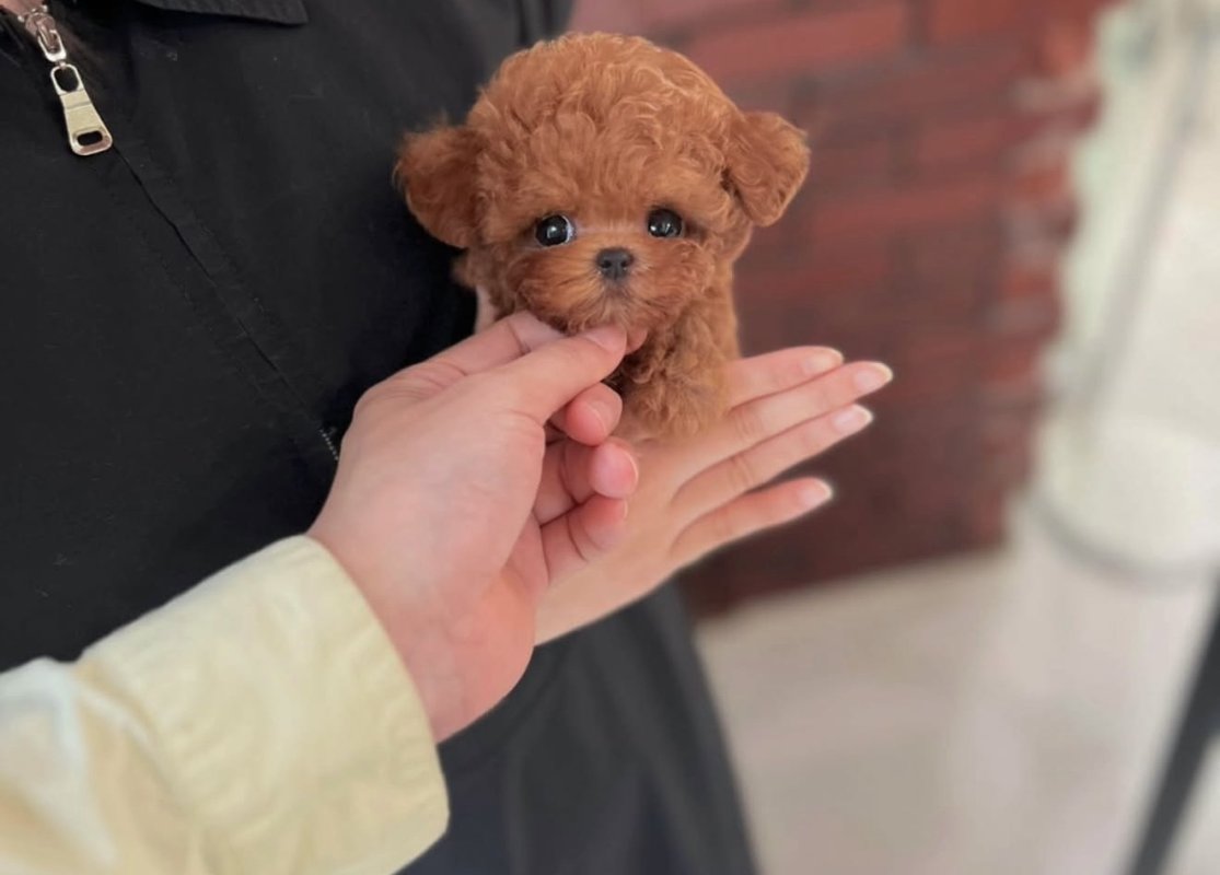 Dişi Poodle