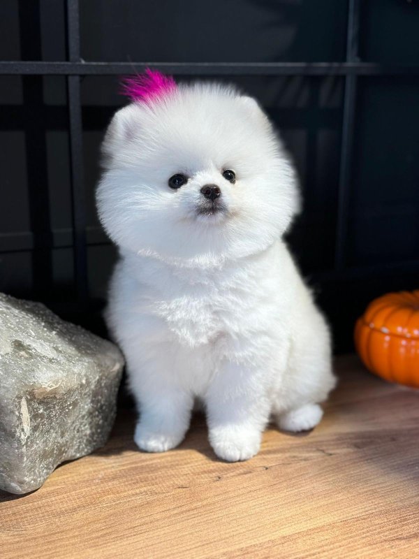 Pomeranian