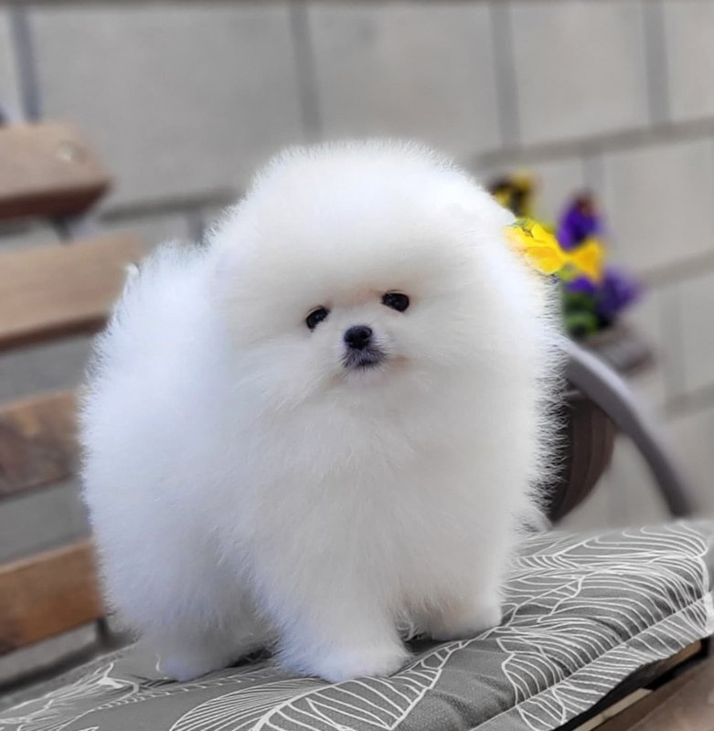Pomeranian