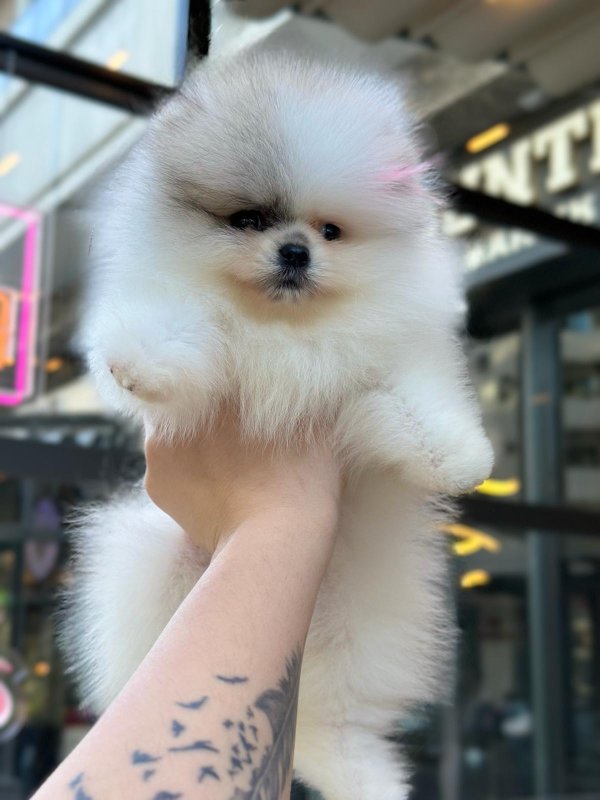 Pomeranian