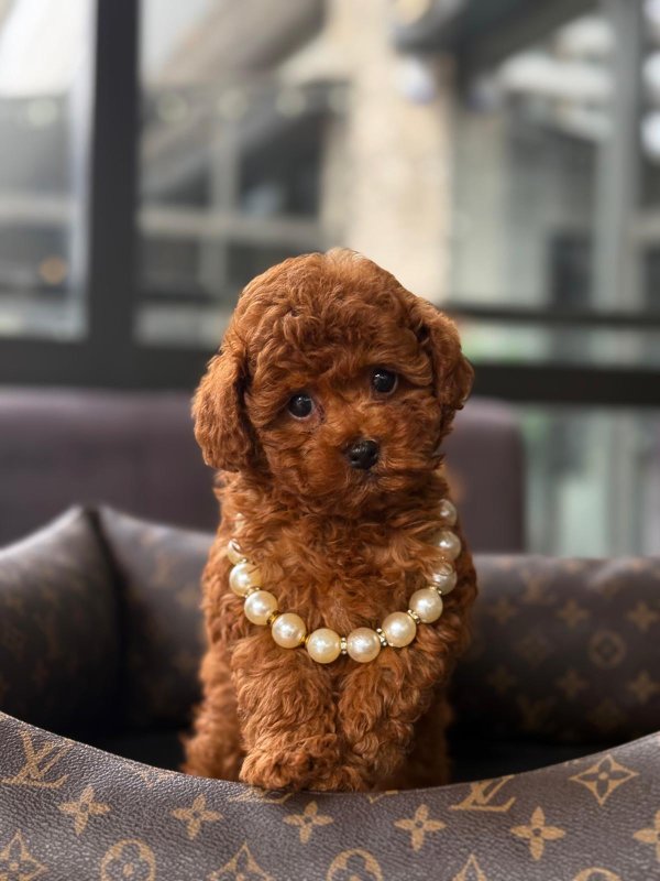 Toy Poodle